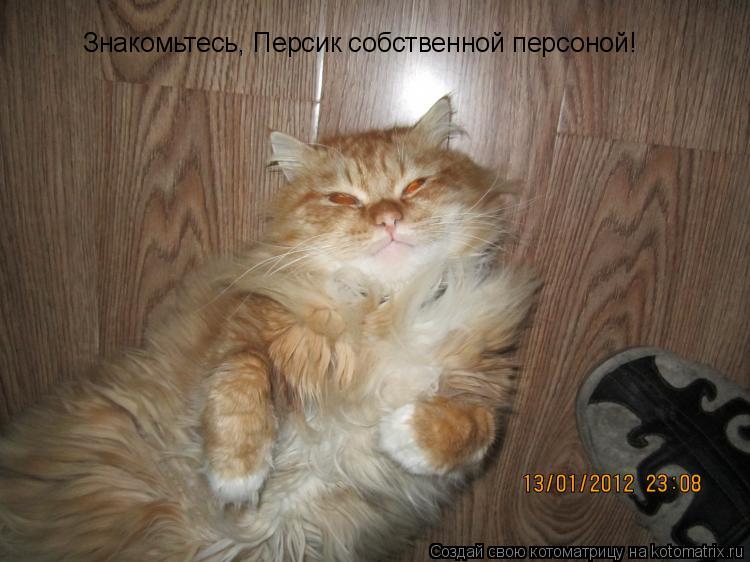 Знакомьтесь, Персик собственной персоной!... Котоматрица: Знакомьтесь, Персик собственной персоной!