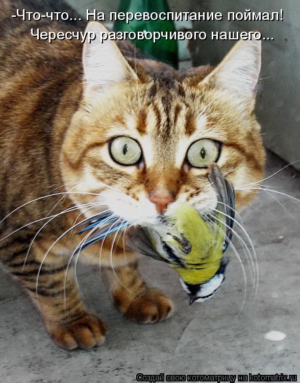 -Что-что... На перевоспитание поймал! Чересчур разговорчивого нашего...... Котоматрица: -Что-что... На перевоспитание поймал! Чересчур разговорчивого нашего...