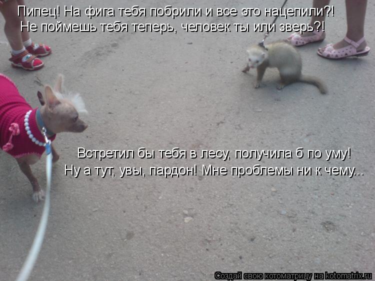 Пипец! На фига тебя побрили и все это нацепили?! Не поймешь тебя теперь, человек ты или зверь?! Встре... Котоматрица: Пипец! На фига тебя побрили и все это нацепили?! Не поймешь тебя теперь, человек ты или зверь?! Встретил бы тебя в лесу, получила б по уму! Ну а