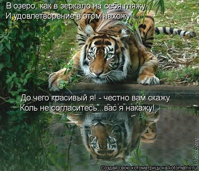 В озеро, как в зеркало на себя гляжу... И удовлетворение в этом нахожу! До чего красивый я! - честно ... Котоматрица: В озеро, как в зеркало на себя гляжу... И удовлетворение в этом нахожу! До чего красивый я! - честно вам скажу. Коль не согласитесь...вас я накаж