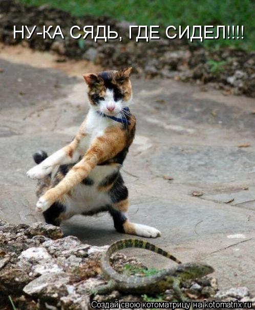НУ-КА СЯДЬ, ГДЕ СИДЕЛ!!!!... Котоматрица: НУ-КА СЯДЬ, ГДЕ СИДЕЛ!!!!
