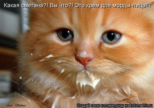 Какая сметана?! Вы что?! Это крем для морды-лица!!!... Котоматрица: Какая сметана?! Вы что?! Это крем для морды-лица!!!