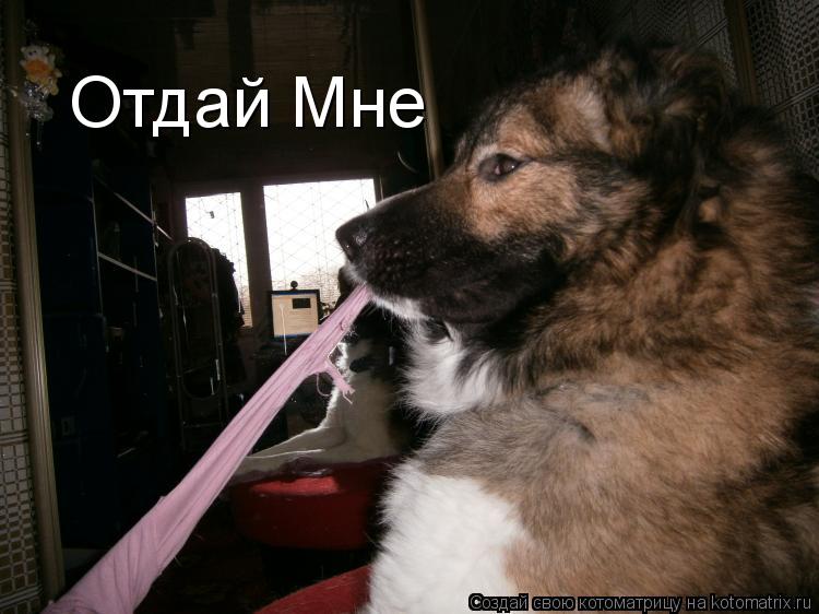 Отдай Мне... Котоматрица: Отдай Мне