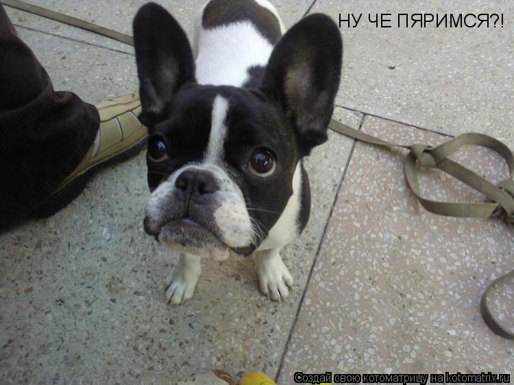НУ ЧЕ ПЯРИМСЯ?!... Котоматрица: НУ ЧЕ ПЯРИМСЯ?!