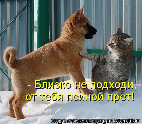 - Близко не подходи, от тебя псиной прет!... Котоматрица: - Близко не подходи, от тебя псиной прет!