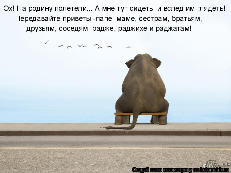 Эх! На родину полетели... А мне тут сидеть, и вслед им глядеть! Передавайте приветы -папе, маме, сест... Котоматрица: Эх! На родину полетели... А мне тут сидеть, и вслед им глядеть! Передавайте приветы -папе, маме, сестрам, братьям, друзьям, соседям, радже, радж