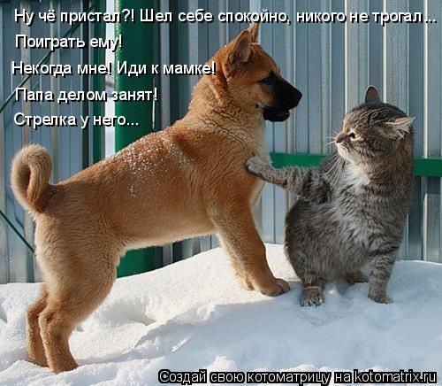 Ну чё пристал?! Шел себе спокойно, никого не трогал... Поиграть ему! Некогда мне! Иди к мамке! Папа д... Котоматрица: Ну чё пристал?! Шел себе спокойно, никого не трогал... Поиграть ему! Некогда мне! Иди к мамке! Папа делом занят! Стрелка у него...