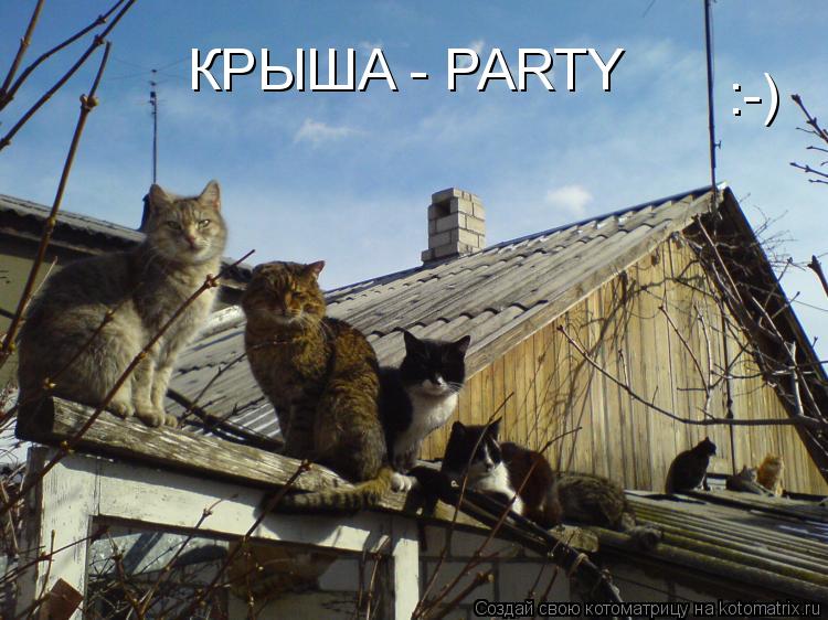 КРЫША - PARTY :-)... Котоматрица: КРЫША - PARTY :-)