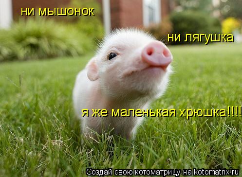 ни мышонок ни лягушка я же маленькая хрюшка !!!!... Котоматрица: ни мышонок ни лягушка я же маленькая хрюшка !!!!