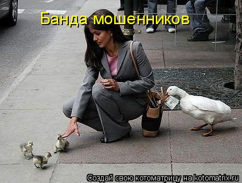 Банда мошенников... Котоматрица: Банда мошенников