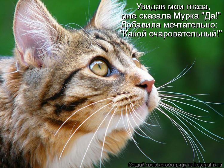 Увидав мои глаза, мне сказала Мурка "Да!" Добавила мечтательно: "Какой очаровательный!"... Котоматрица: Увидав мои глаза, мне сказала Мурка "Да!" Добавила мечтательно: "Какой очаровательный!"