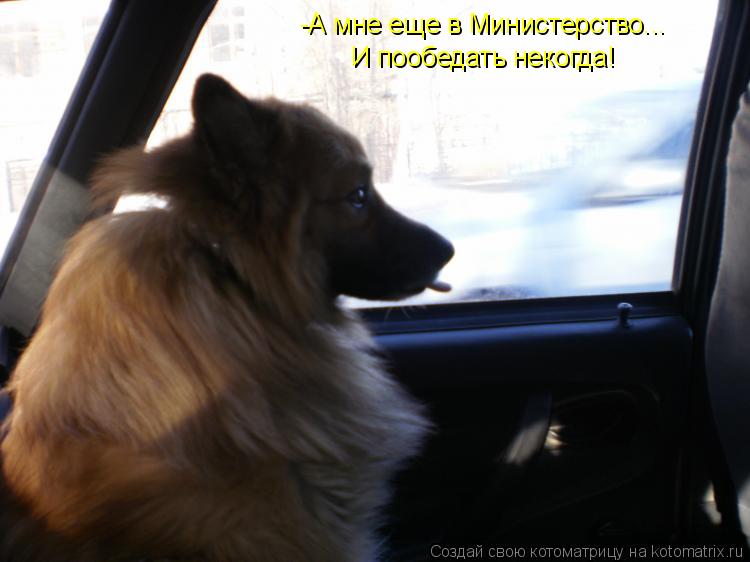 -А мне еще в Министерство... И пообедать некогда!... Котоматрица: -А мне еще в Министерство... И пообедать некогда!