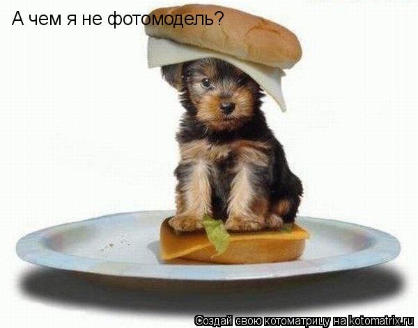 А чем я не фотомодель?... Котоматрица: А чем я не фотомодель?
