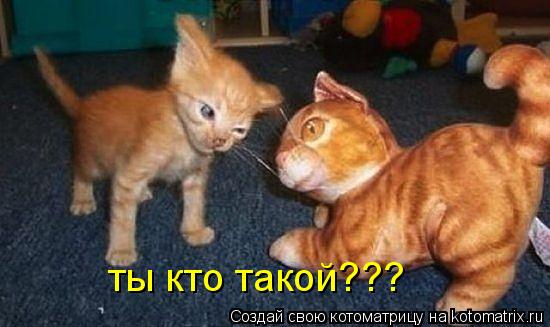 ты кто такой???... Котоматрица: ты кто такой???