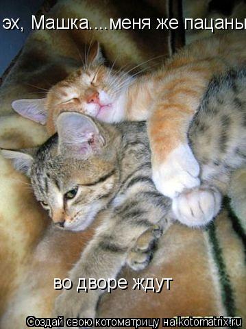 эх, Машка....меня же пацаны во дворе ждут... Котоматрица: эх, Машка....меня же пацаны во дворе ждут