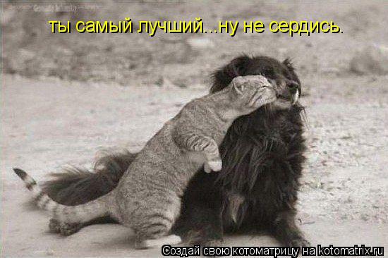ты самый лучший...ну не сердись.... Котоматрица: ты самый лучший...ну не сердись.