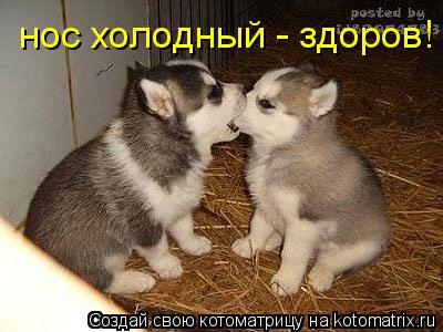 Котоматрица: нос холодный - здоров!