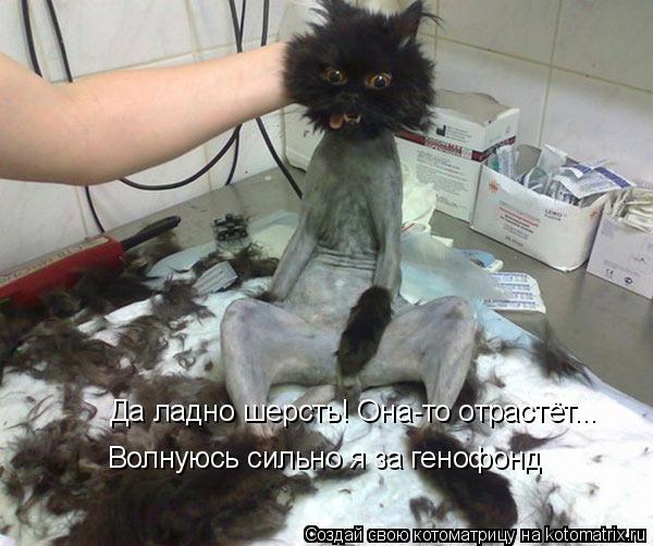 Да ладно шерсть! Она-то отрастёт... Волнуюсь сильно я за генофонд... Котоматрица: Да ладно шерсть! Она-то отрастёт... Волнуюсь сильно я за генофонд