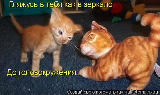 Котоматрица: Гляжусь в тебя как в зеркало До головокружения...