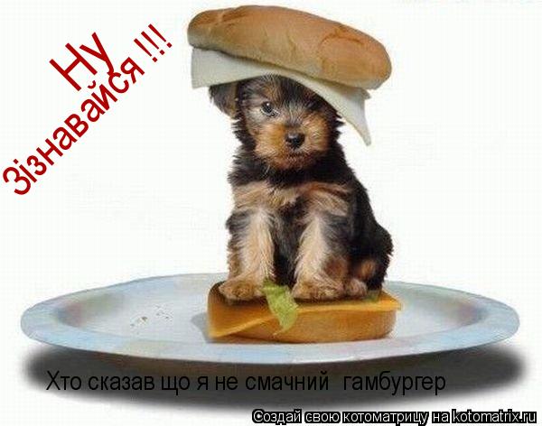 Хто сказав що я не смачний гамбургер Ну Зiзнавайся !!!... Котоматрица: Хто сказав що я не смачний гамбургер Ну Зiзнавайся !!!
