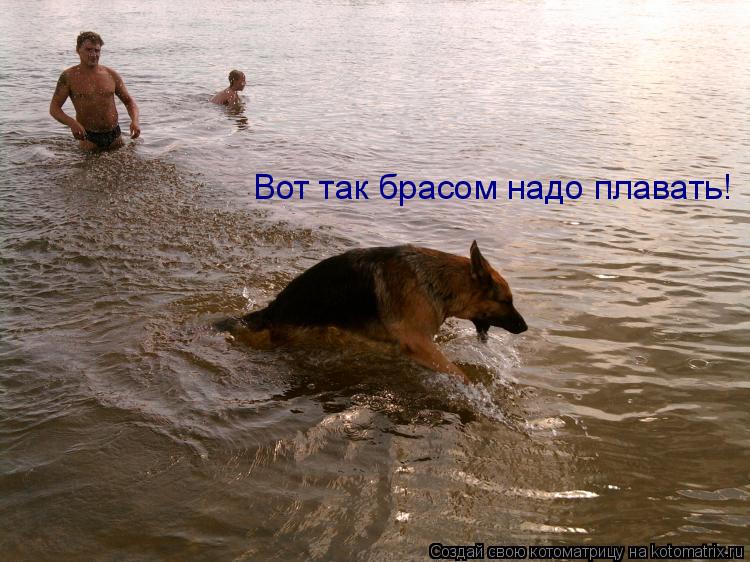 Котоматрица: Вот так брасом надо плавать!
