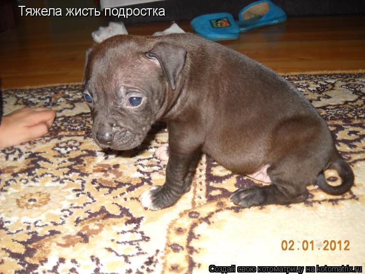 Котоматрица: Тяжела жисть подростка