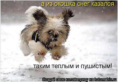 Котоматрица: а из окошка снег казался таким теплым и пушистым!