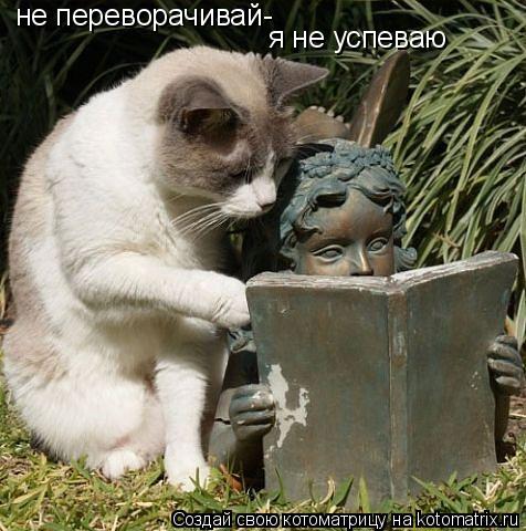 Котоматрица: не переворачивай-  я не успеваю