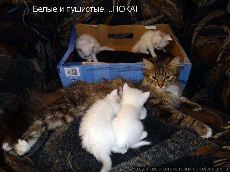Котоматрица: Белые и пушистые....ПОКА!