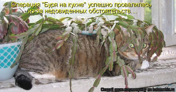 Операция "Буря на кухне" успешно провалилась из-за недовиденных обстоятельств....... Котоматрица: Операция "Буря на кухне" успешно провалилась из-за недовиденных обстоятельств....