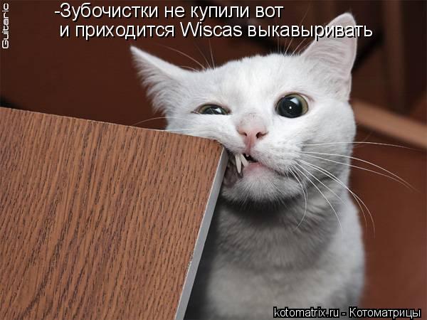 -Зубочистки не купили вот и приходится Wiscas выкавыривать... Котоматрица: -Зубочистки не купили вот и приходится Wiscas выкавыривать
