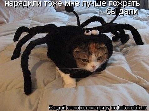 нарядили тоже мне лучше пожрать бы дали... Котоматрица: нарядили тоже мне лучше пожрать бы дали