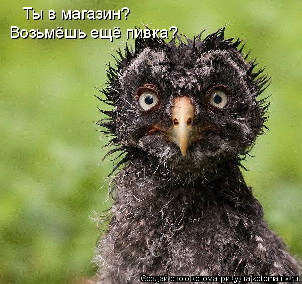 Ты в магазин? Возьмёшь ещё пивка?... Котоматрица: Ты в магазин? Возьмёшь ещё пивка?