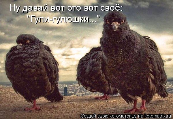 Ну давай вот это вот своё: "Гули-гулюшки..."... Котоматрица: Ну давай вот это вот своё: "Гули-гулюшки..."