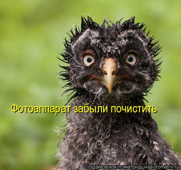 Фотоаппарат забыли почистить... Котоматрица: Фотоаппарат забыли почистить