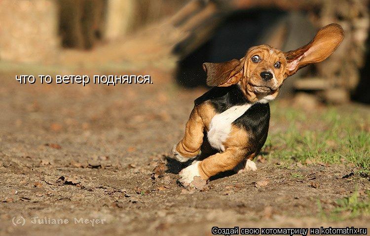 что то ветер поднялся.... Котоматрица: что то ветер поднялся.