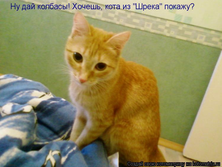 Ну дай колбасы! Хочешь, кота из "Шрека" покажу?... Котоматрица: Ну дай колбасы! Хочешь, кота из "Шрека" покажу?