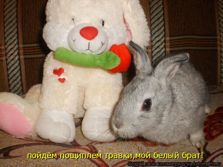 пойдём пощиплем травки,мой белый брат!... Котоматрица: пойдём пощиплем травки,мой белый брат!