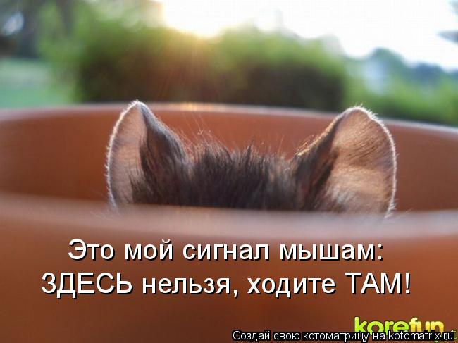 Это мой сигнал мышам: ЗДЕСЬ нельзя, ходите ТАМ!... Котоматрица: Это мой сигнал мышам: ЗДЕСЬ нельзя, ходите ТАМ!