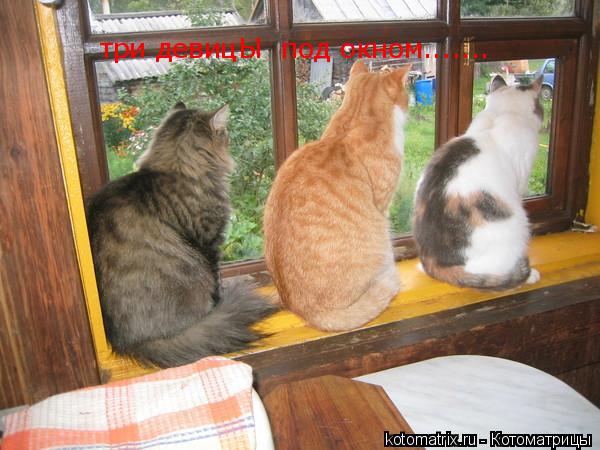 три девицЫ под окном.......... Котоматрица: три девицЫ под окном.......