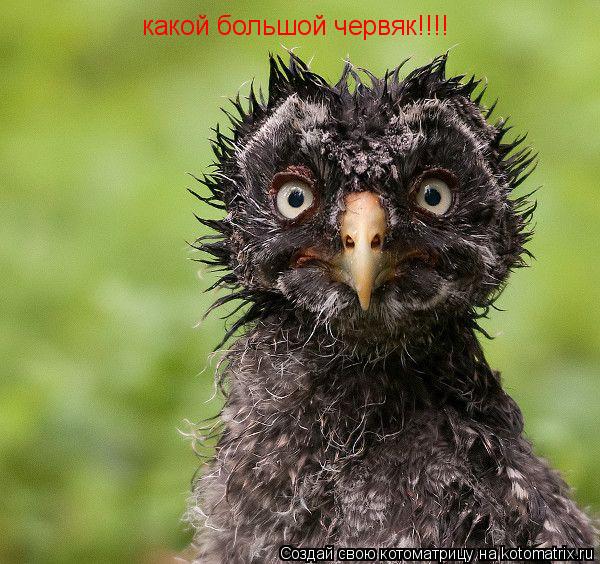 какой большой червяк!!!!... Котоматрица: какой большой червяк!!!!