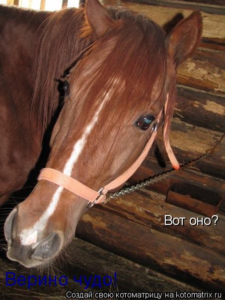 Вот оно? Верино чудо!... Котоматрица: Вот оно? Верино чудо!