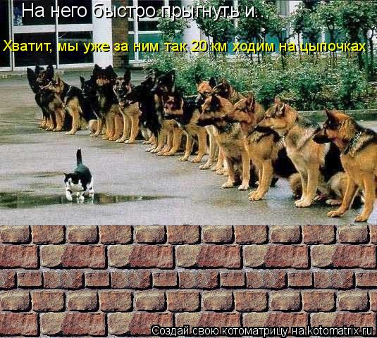 На него быстро прыгнуть и... Хватит, мы уже за ним так 20 км ходим на цыпочках... Котоматрица: На него быстро прыгнуть и... Хватит, мы уже за ним так 20 км ходим на цыпочках