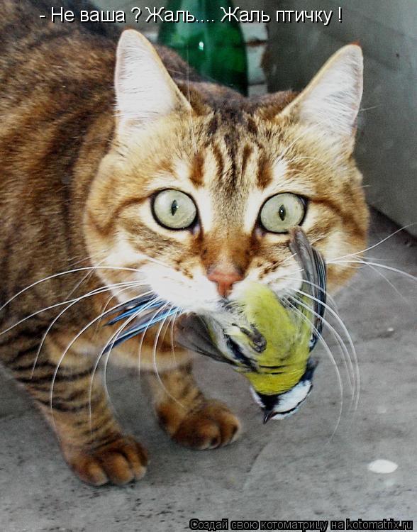 - Не ваша ? Жаль.... Жаль птичку !... Котоматрица: - Не ваша ? Жаль.... Жаль птичку !