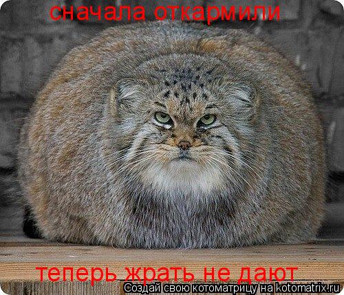 сначала откармили теперь жрать не дают... Котоматрица: сначала откармили теперь жрать не дают