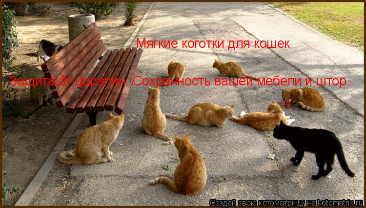 Мягкие коготки для кошек Защита от царапин. Сохранность вашей мебели и штор.... Котоматрица: Мягкие коготки для кошек Защита от царапин. Сохранность вашей мебели и штор.