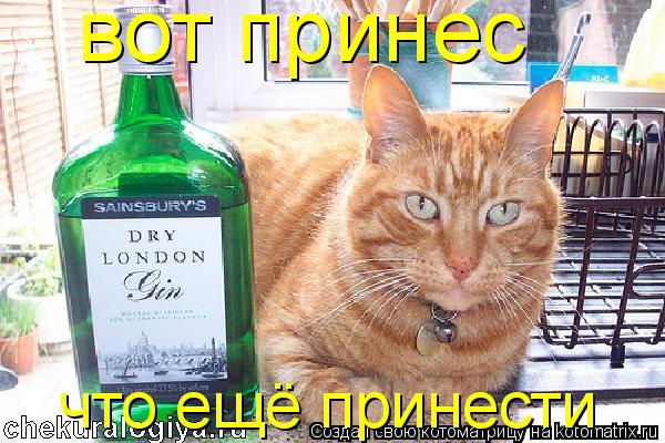 вот принес что ещё принести... Котоматрица: вот принес что ещё принести