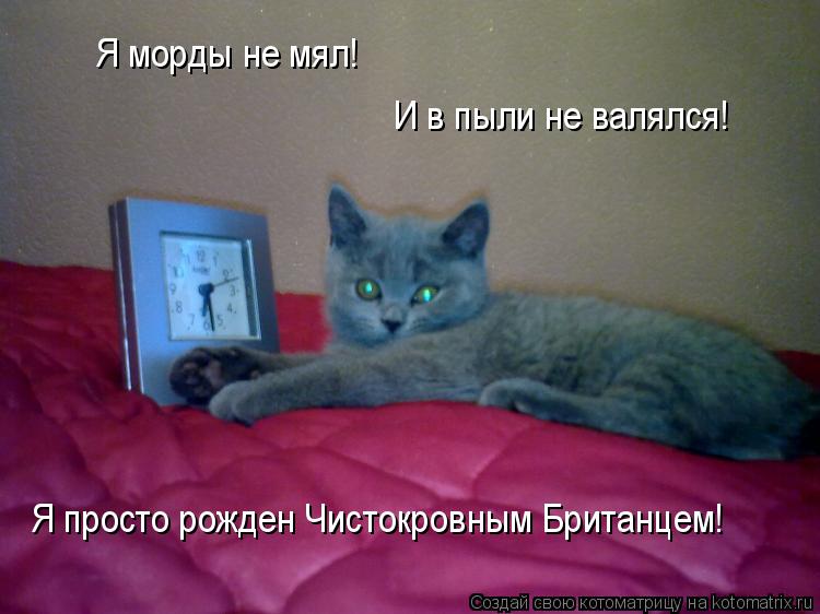Я морды не мял! И в пыли не валялся! Я просто рожден Чистокровным Британцем!... Котоматрица: Я морды не мял! И в пыли не валялся! Я просто рожден Чистокровным Британцем!