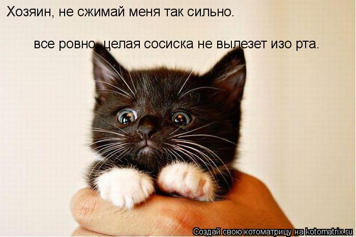 Хозяин, не сжимай меня так сильно. все ровно, целая сосиска не вылезет изо рта.... Котоматрица: Хозяин, не сжимай меня так сильно. все ровно, целая сосиска не вылезет изо рта.