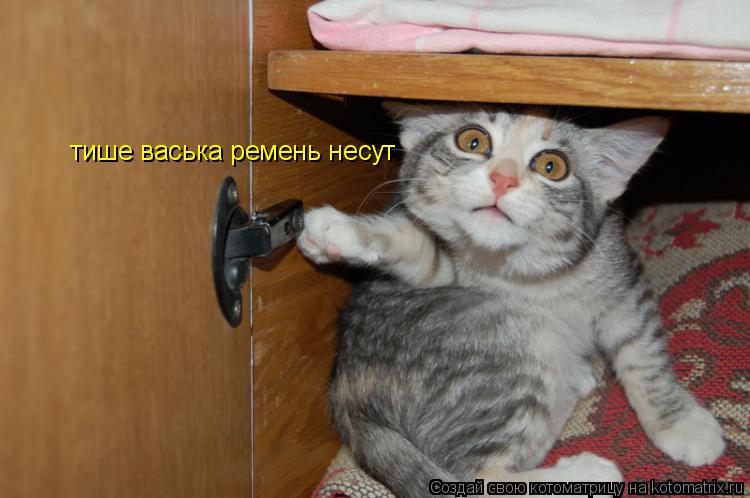 тише васька ремень несут... Котоматрица: тише васька ремень несут